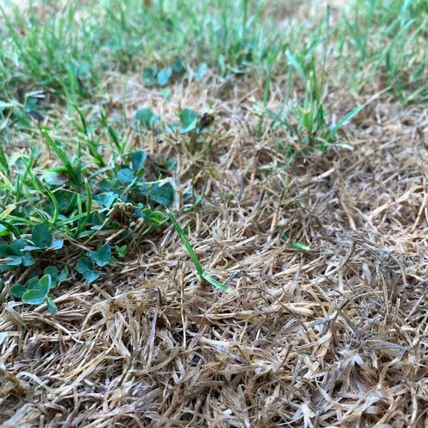 Weeds In Lawn & Landscape Beds