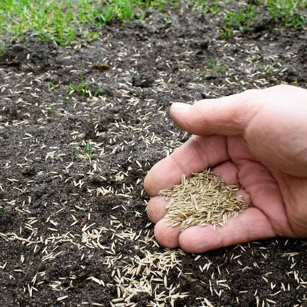 Lawn Seeding Before Winter