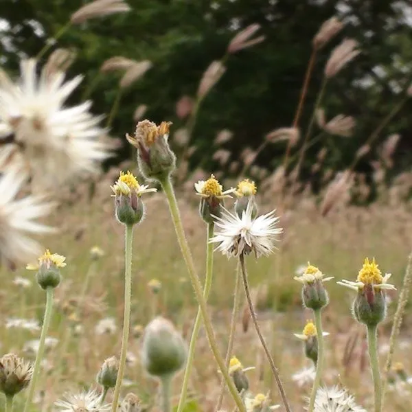 Weed Control Service