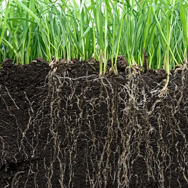 Stronger Lawn Roots From Fertilization