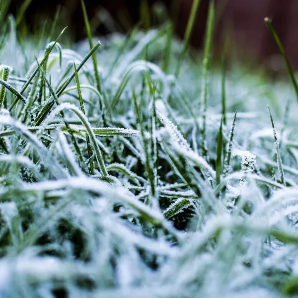 Water Your Lawn In The Winter