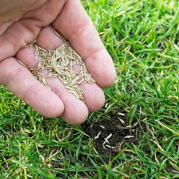 Grass Seeding In The Fall