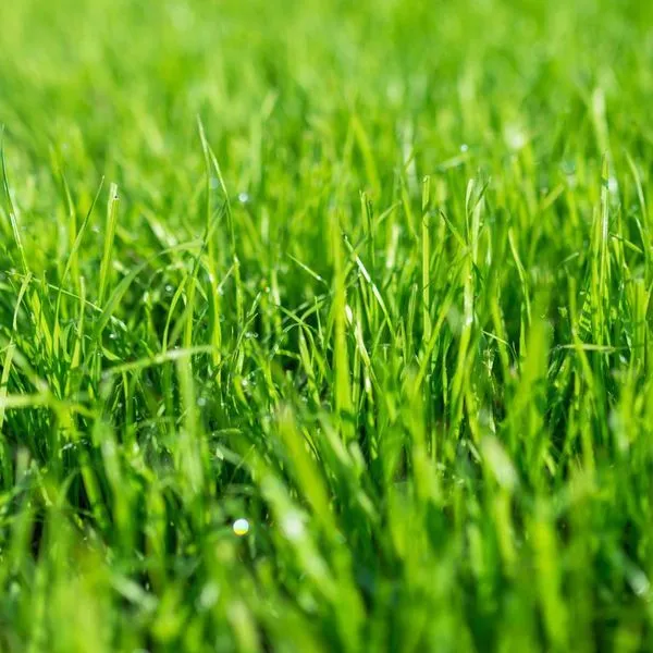 Lawn Fertilization & Proper Grass Height