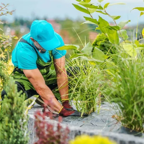 Lawn & Landscape Weed Control