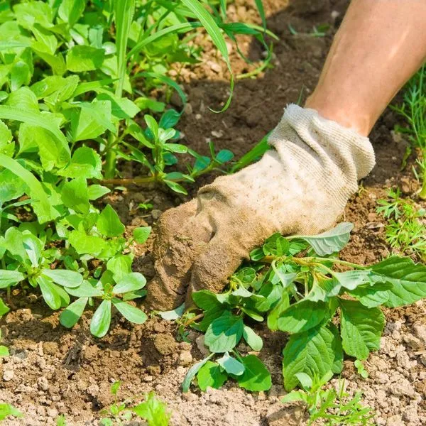 Preventing Weeds In Lawns & Landscapes