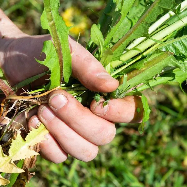 Lawn Weed Control In Louisville, KY