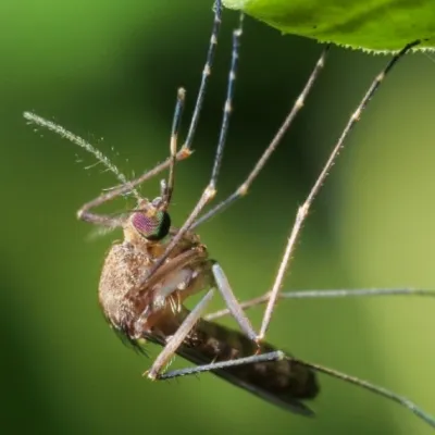 Mosquito Control