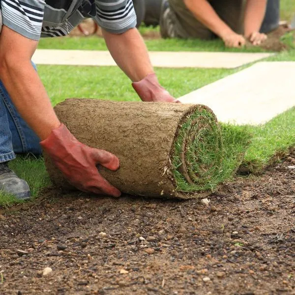 Sod Installation Or Lawn Overseeding