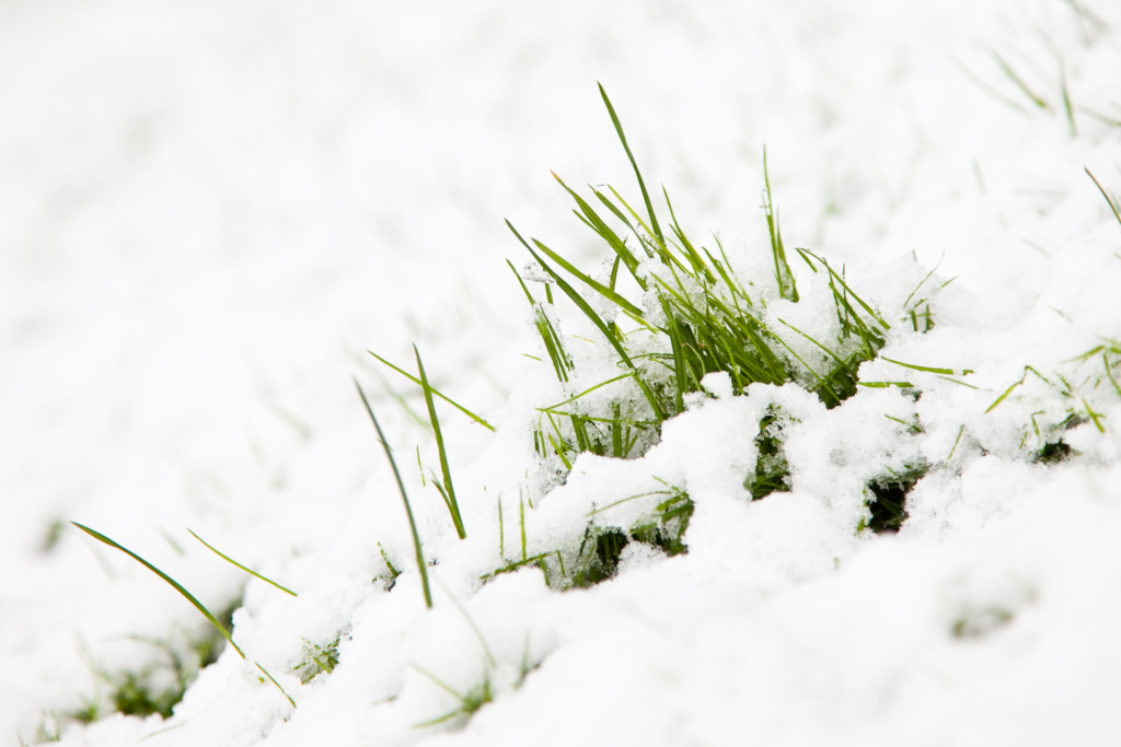 Winter Lawn Damage Prevention