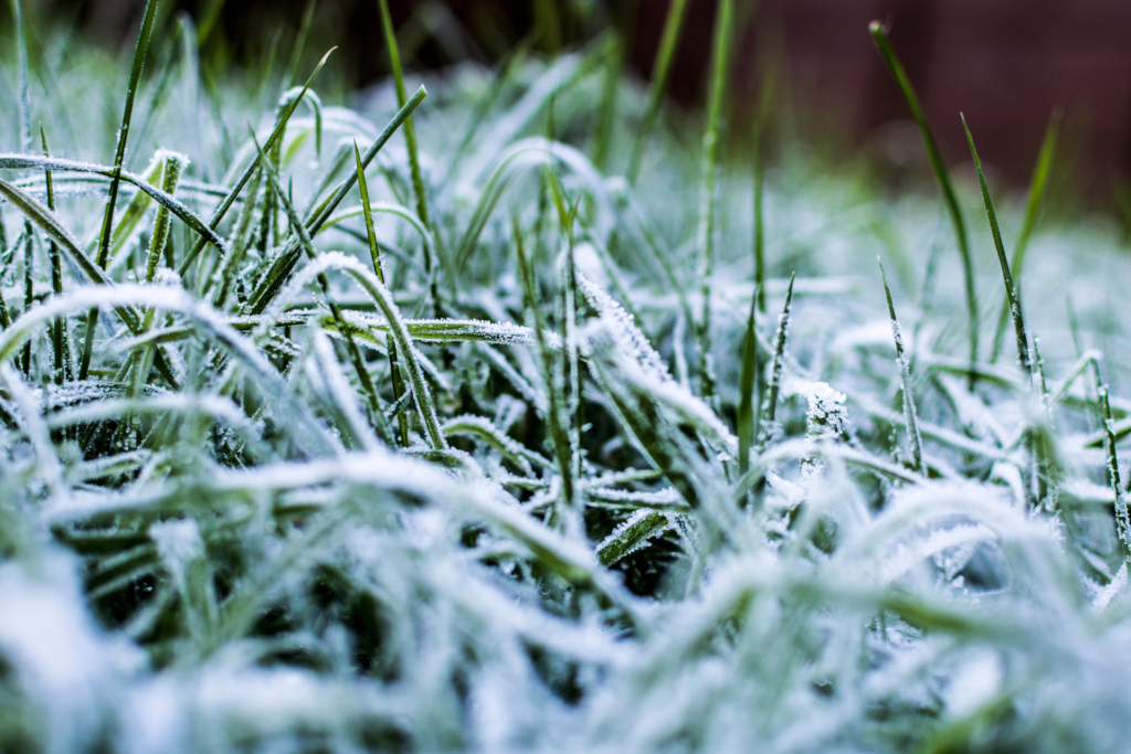 Winterizing Your Grass