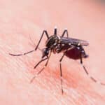 Why Mosquito Season Demands a Real Game Plan
