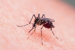 Why Mosquito Season Demands a Real Game Plan