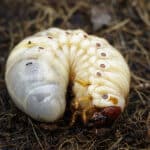 Are Grubs Destroying Your Lawn Underground?