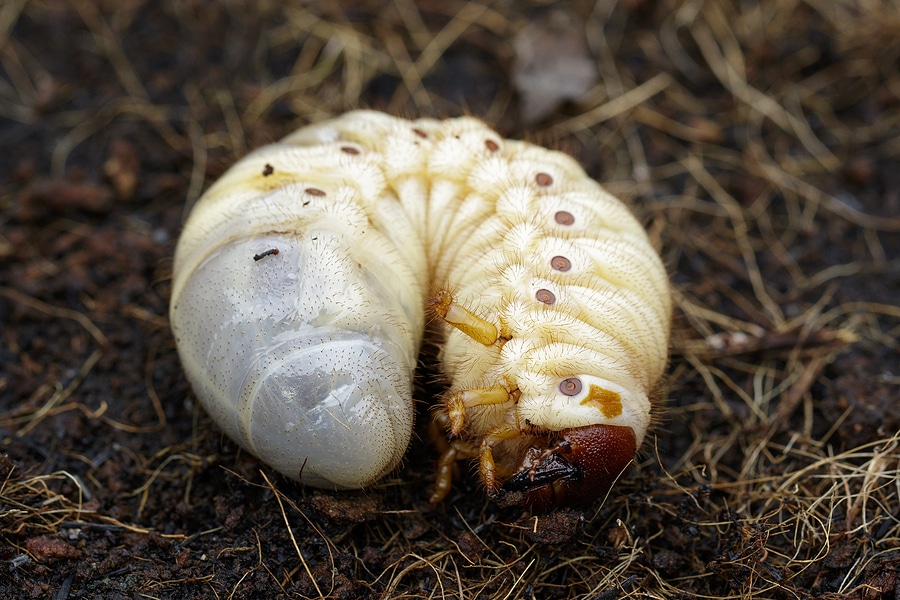 Are Grubs Destroying Your Lawn Underground?