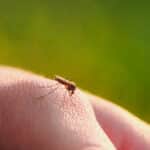 Stop Letting Mosquitos Run Your Backyard