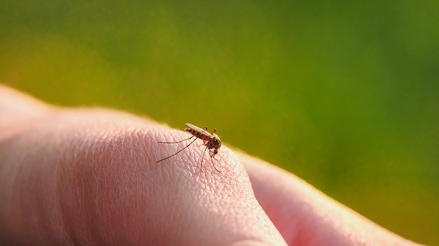 Stop Letting Mosquitos Run Your Backyard