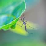 5 Mosquito Control Tips for a More Enjoyable Lawn