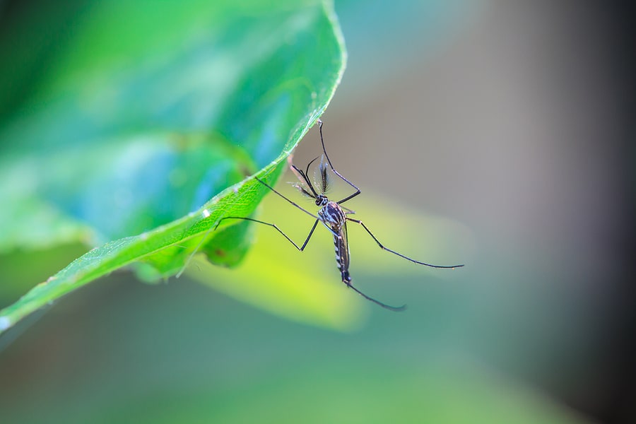 5 Mosquito Control Tips for a More Enjoyable Lawn