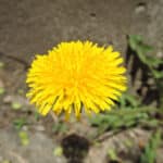 3 Common Weeds That Show Up in Fall Lawns