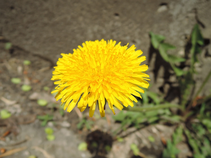 3 Common Weeds That Show Up in Fall Lawns