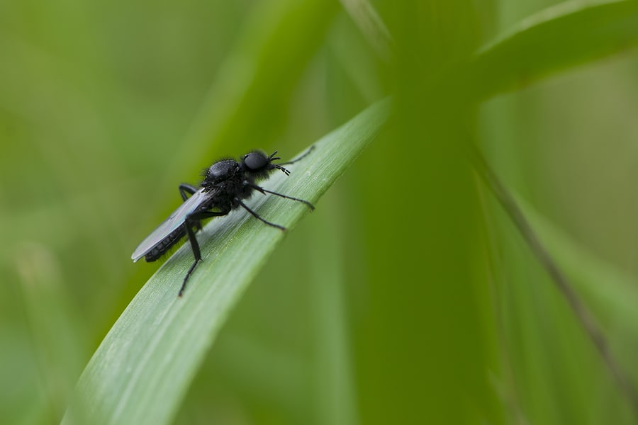 Why Heavy Rains Bring Out the Mosquitos