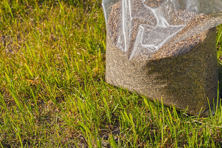 How Fall Aeration & Overseeding Resets Your Lawn