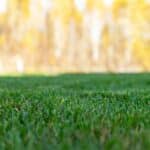 Why Fall Fertilization Matters More Than Spring