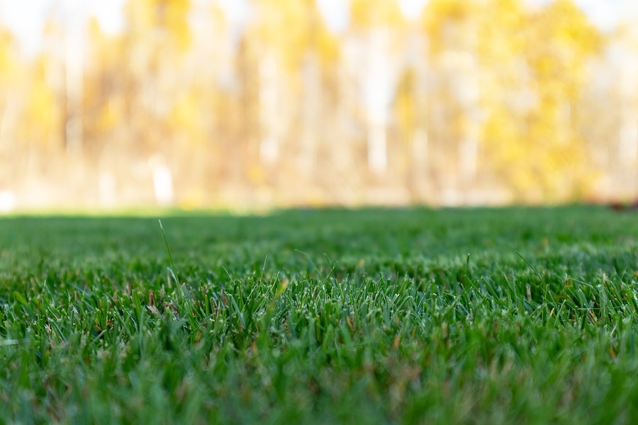 Why Fall Fertilization Matters More Than Spring