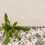 Why Fall is the Best Time to Treat Broadleaf Weeds