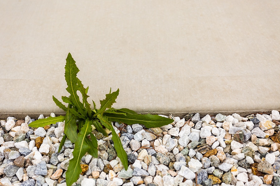 Why Fall is the Best Time to Treat Broadleaf Weeds