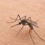 Why Mosquitoes Are Still Biting in September