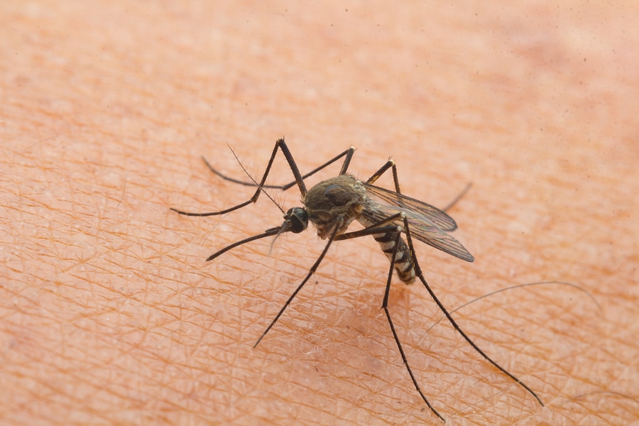 Why Mosquitoes Are Still Biting in September