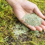 5 Aftercare Tips for Your Freshly Overseeded Lawn
