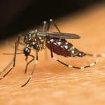 Why Mosquitos Stick Around Until the First Frost